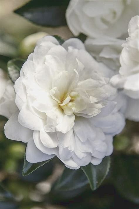 Magical Bride Camellia: The Symbol of Love and Elegance in Fall Weddings